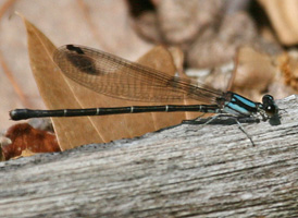 Blue-tipped Dancer